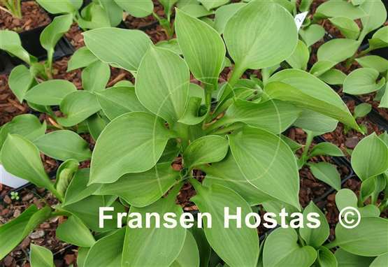 Hosta Zora